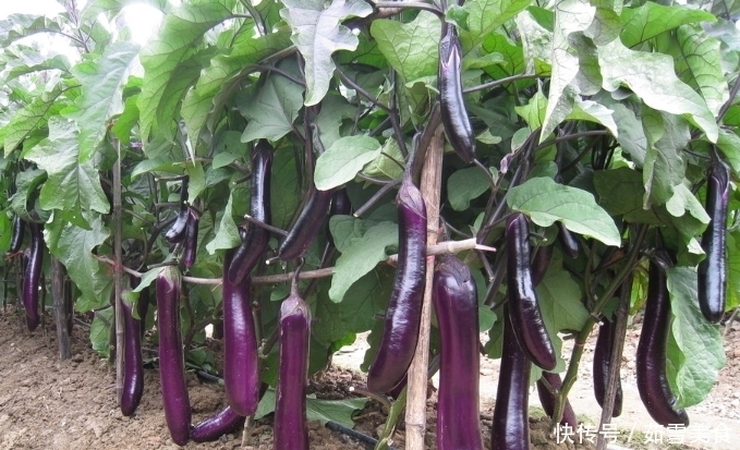 买茄子时,挑“直的”还是“弯的”?很多人不懂,难怪茄子不好吃