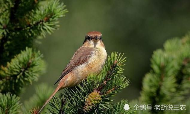 俗语:“家富不养‘老相好’,家贫不挨‘青笛嫂’”,是啥意思?