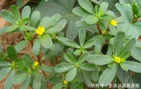 这“3种”植物,别嫌它“丑”,家里养1盆,能省不少“医药费”!