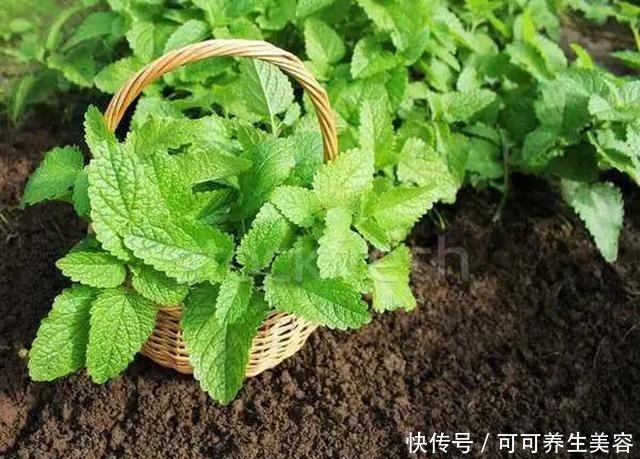 这些植物一定要勤浇水，不然分分钟“渴死”！