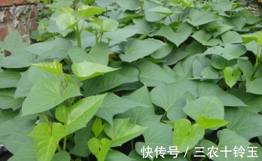 野草|农村常用来喂牲畜的野草,外表虽平淡无奇,其实都是上好的野菜