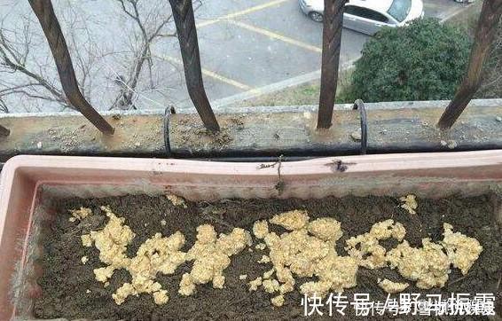 养花|家中常见一种料，花盆里放一勺，就是万能肥，养花非常赞，呼呼长