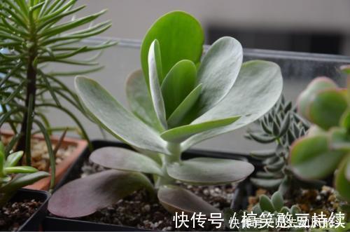 平平无奇的多肉唐印，做好几件事，叶片红艳艳，谁见了都夸美