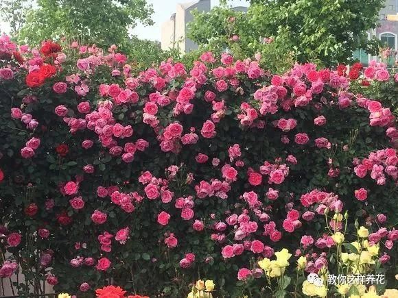 老花匠:扔4种“东西”,就是扔钱,比花肥还好用,不花钱!