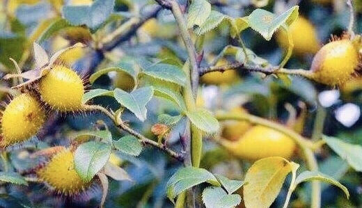 保护心脏|大自然“止咳果”找到了，不想咳嗽，多食此野果，止咳，保护心脏