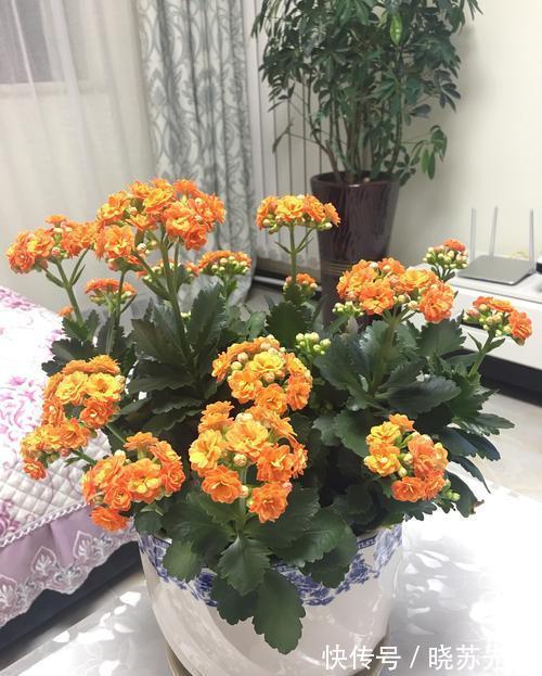 养长寿花这样养护，一年开多次花，花开爆盆