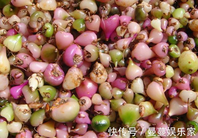 农村这种野生植物叫“白芨”,对于烫伤有好用,遇见请多加珍惜