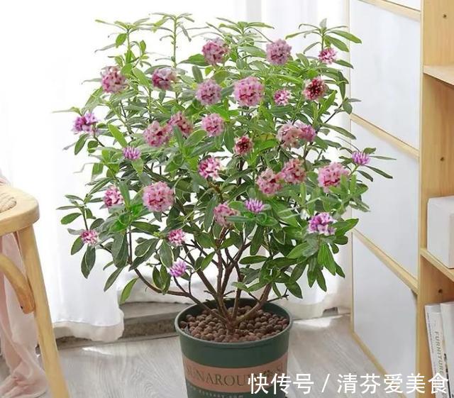 种花|建议每位养花人:无论住在哪里,卧室都要养4种花,养人养心