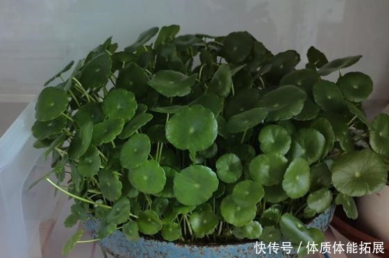 不喜欢太折腾,就养3种花吧,不管天气如何多变,都能长得旺!