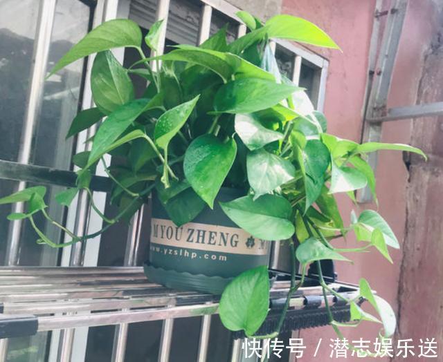 绿萝|家庭养绿萝，几天浇一次水教你2个“小方法”，简简单单就学会