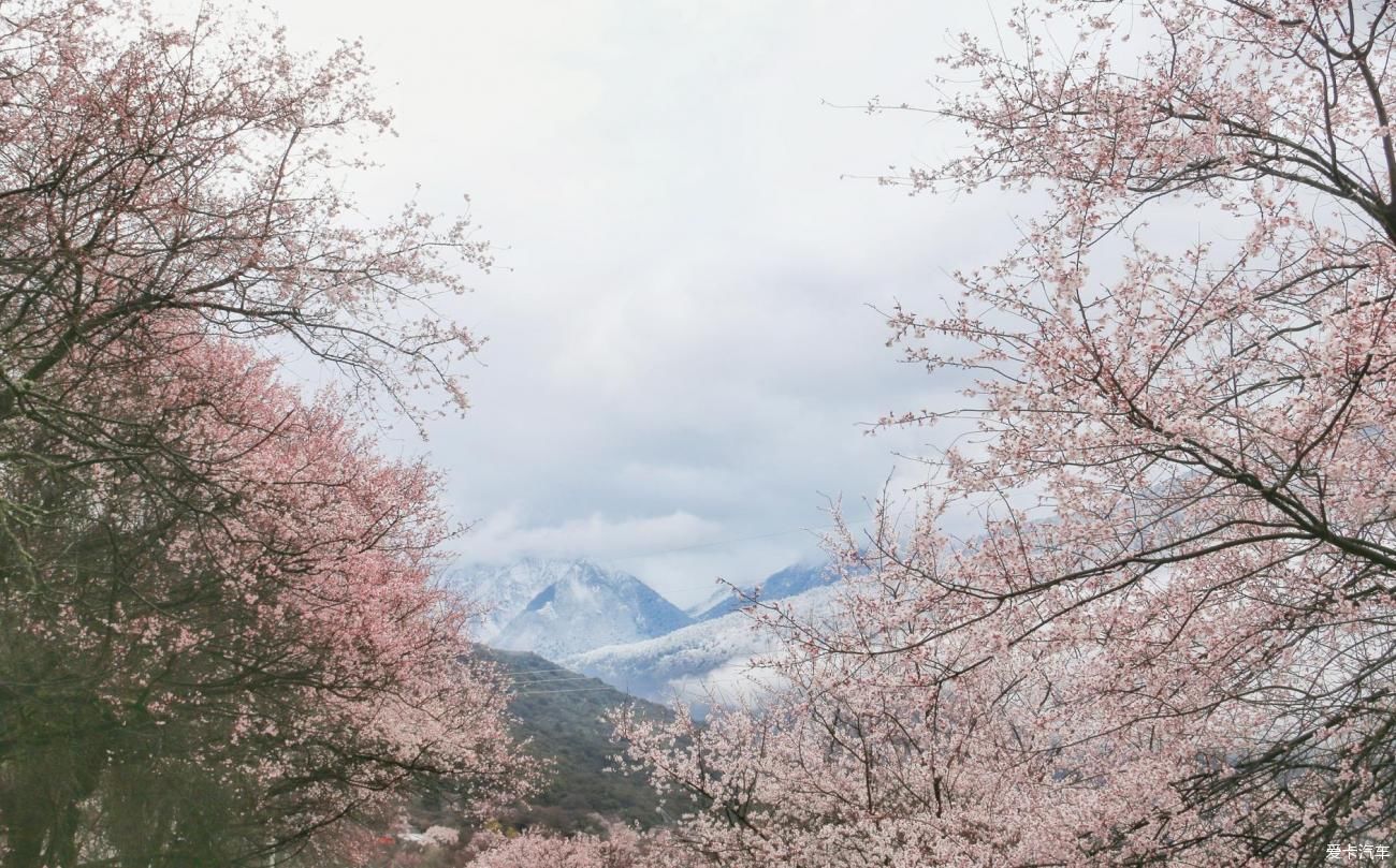 林芝可期——重逢林芝