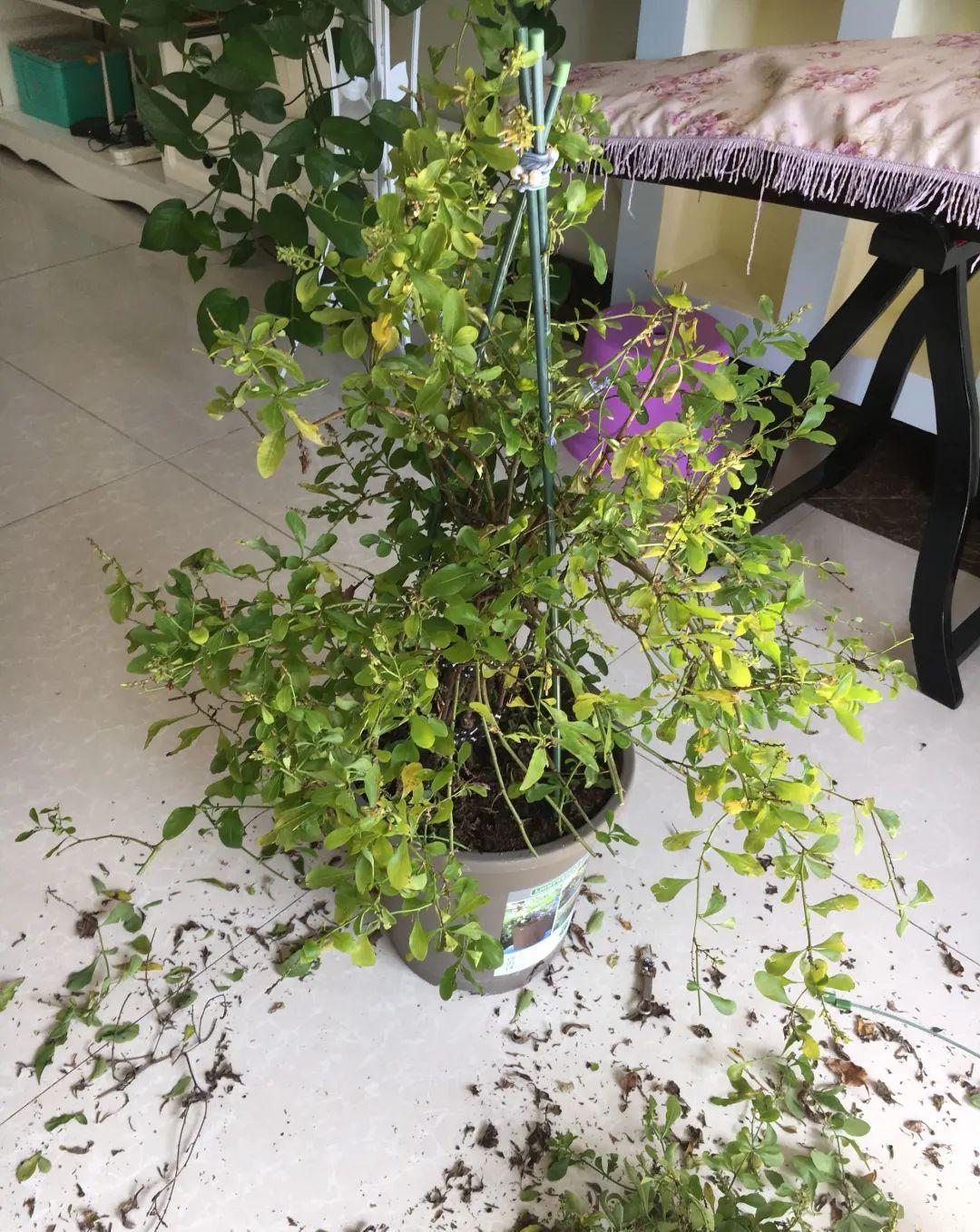 10种花，现在抓紧剪，更抗冻、好过冬！