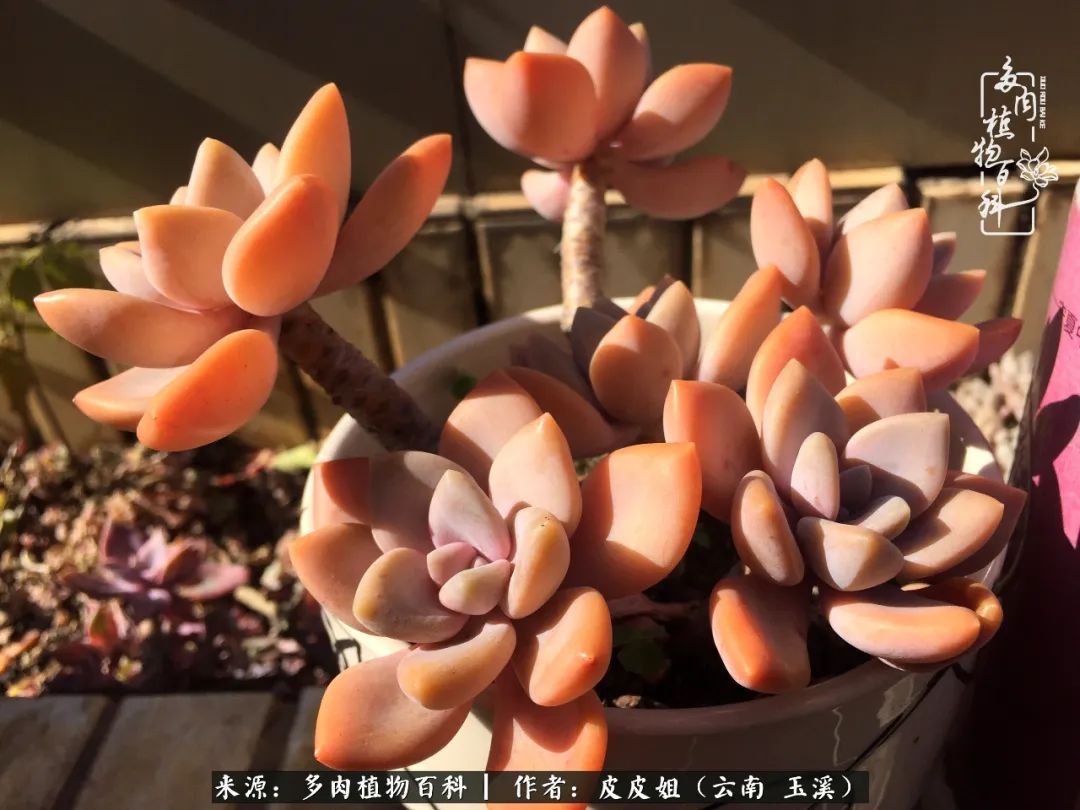 秋黄|柴米油盐的日子，养几盆多肉吧，为生活添几抹色彩！