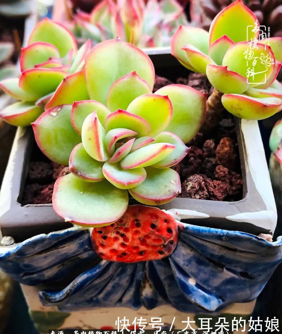 春风化雨,润物无声,爱上多肉,欲罢不能!