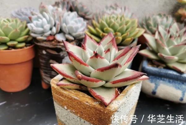 冬天如何养多肉?做好这些,叶片上色快,轻松养出好状态