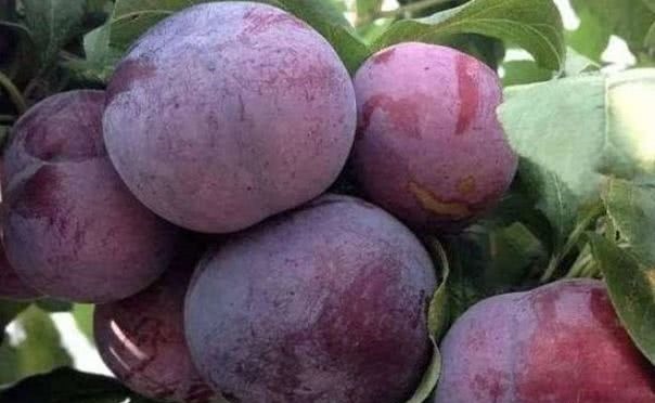 水果|爱美的人都知道,多吃此水果,美白肌肤,淡化色斑,早知早受益