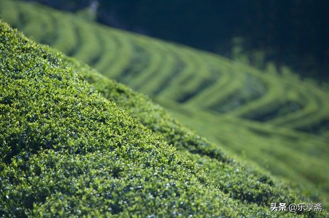 绿茶|总是说茶叶的生产成本不低，为什么市面上依然有30块钱以下的茶