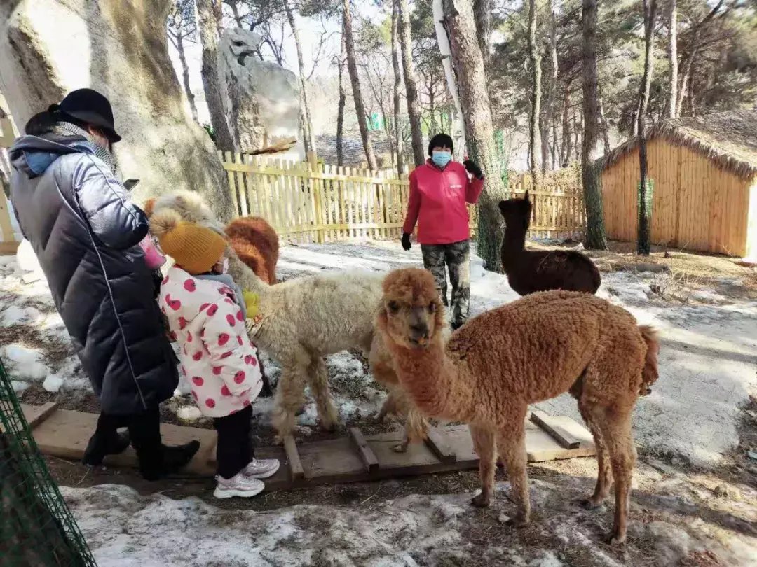 金银木|今年初雪落满山东，齐鲁雪乡首现雾凇！