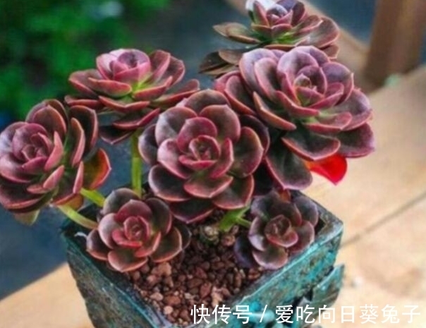 光照|养多肉别忘了巧克力方砖