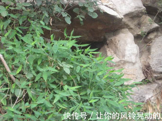 竹叶|野外一种长得像竹叶的野草,曾是皇室用品,人称“帝王之草”