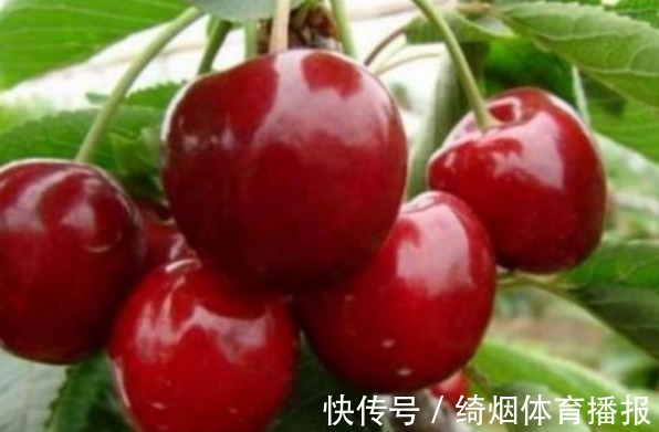 碧护|樱桃美容养颜、调理肠胃,农民掌握施肥要点,收获吃不完的樱桃