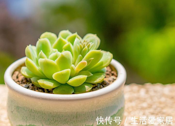 多肉植物|喜欢多肉植物只要重点关注这四点，如果作的好你也算半个高手了