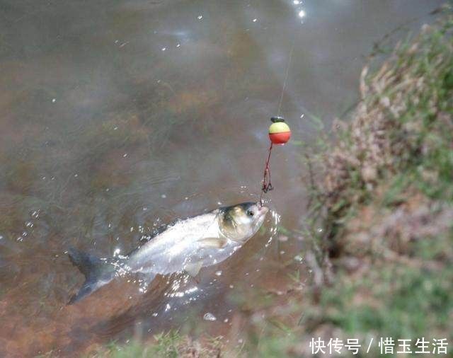 水层|鱼窝有鱼却不咬钩30年老钓友教你个绝招,让你提竿到手软