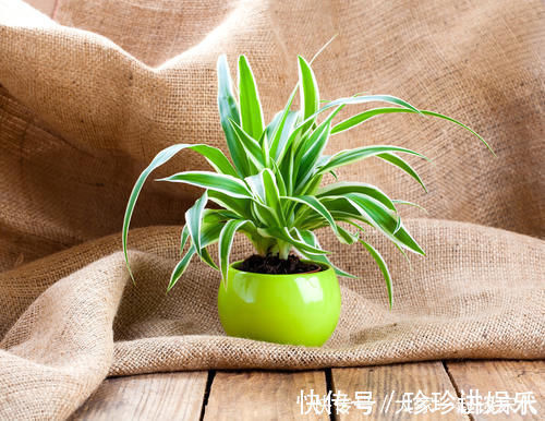 桩子|6块钱的吊兰，3年养成老桩，5年变成1棵小树，做好4点就行