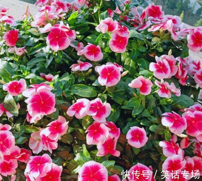 养花就养4种花,好养易活花量大,浇水就疯长,开花爆盆很容易