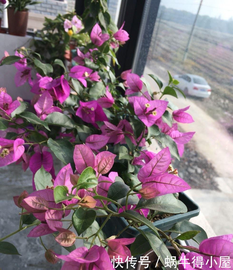 萌发|盆栽三角梅的培养方法很简单,做好3件事,植株壮实优美开花旺