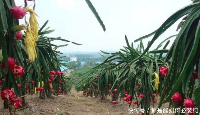  都是非常|火龙果原来是这样长出来的，很多人都不知道，长见识了