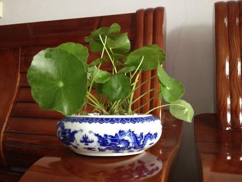  不用|阴雨天，这4样花不用急着往家搬，淋淋雨，开花反而更娇艳