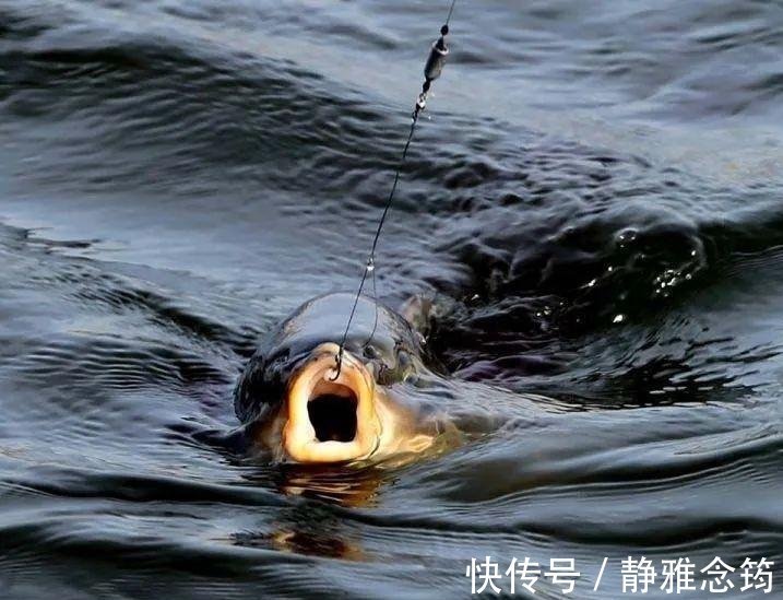 曲酒|不给渔具店1分钱,忍痛分享3款自制打窝米,诱鱼效果超强