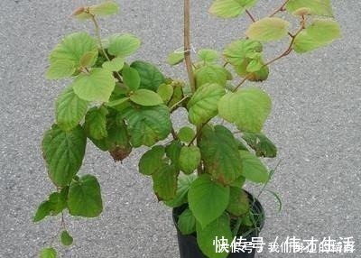 这6种盆栽不用买,水果吃完丢水里泡7天,30天后乐开花!