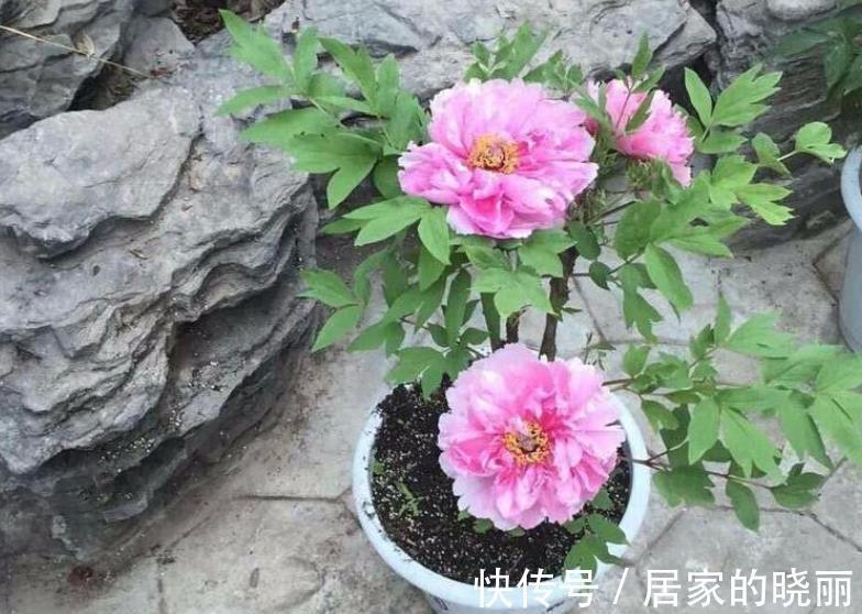 栽种|秋季正适合入手牡丹,这么栽种,年年复花,开花量比往年更胜