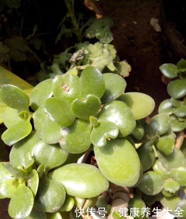 养玉树靠4步,秋日做对了,轻轻松松养出耐活老桩!