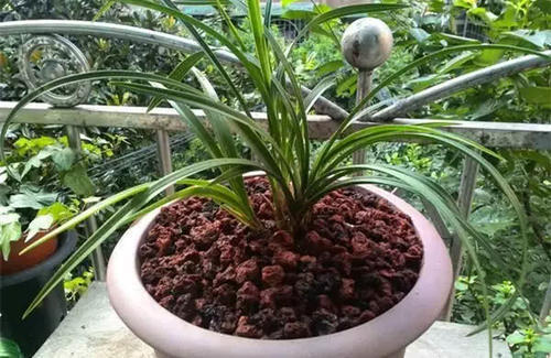 换盆先别忙,找到这3种材料旧土变新土,啥花也能用