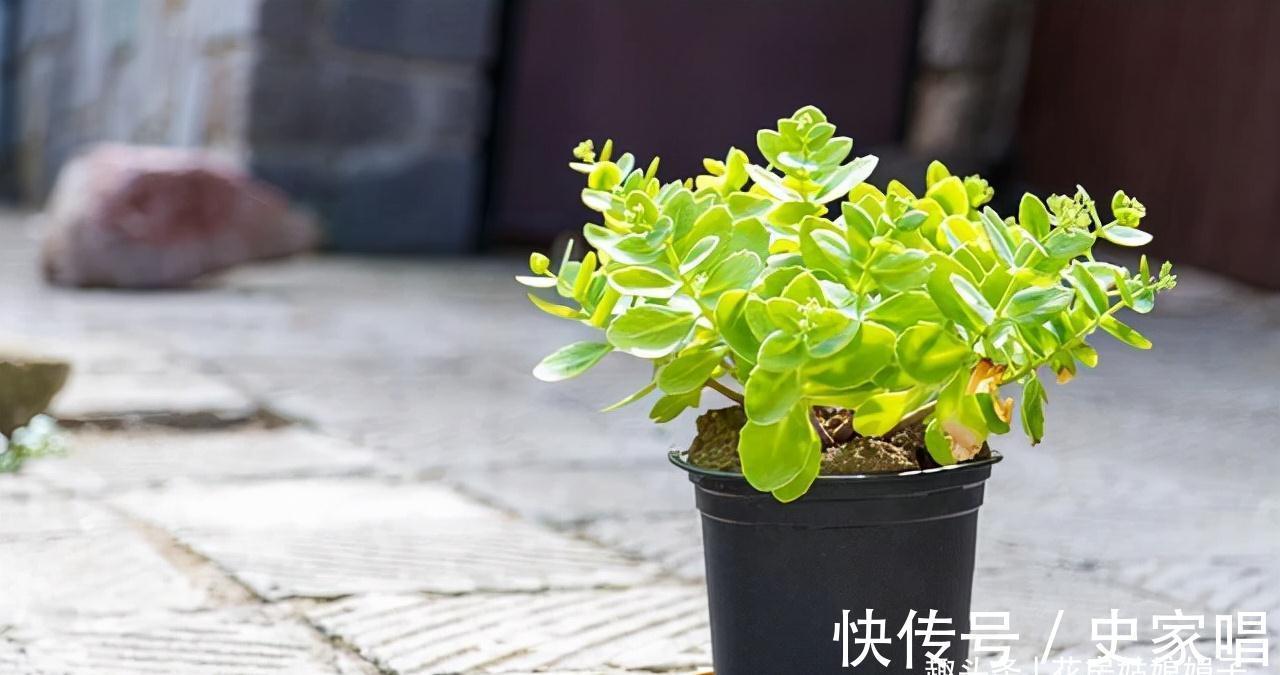 盆栽栀子花价格差别大,它们区别也大,新手养栀子花该如何选择?