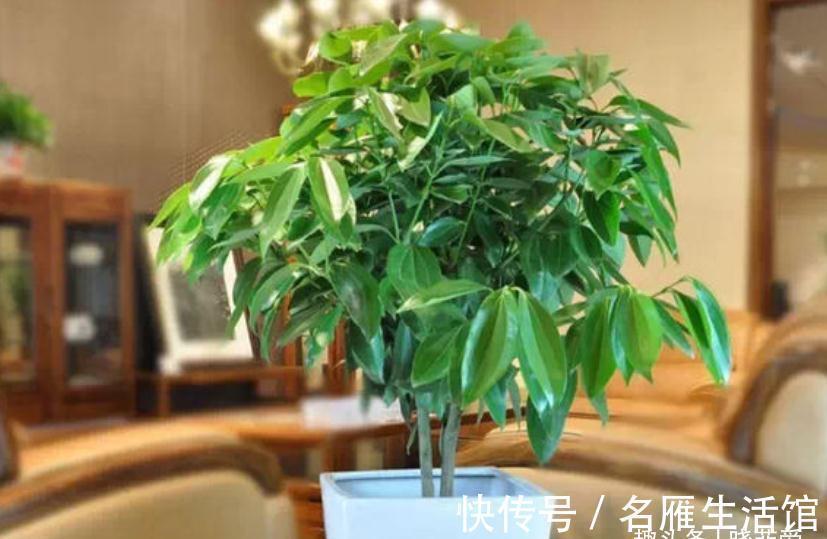 枝叶|客厅见树,家业稳固!适合客厅养的五种树,大气美观,幸福感倍增