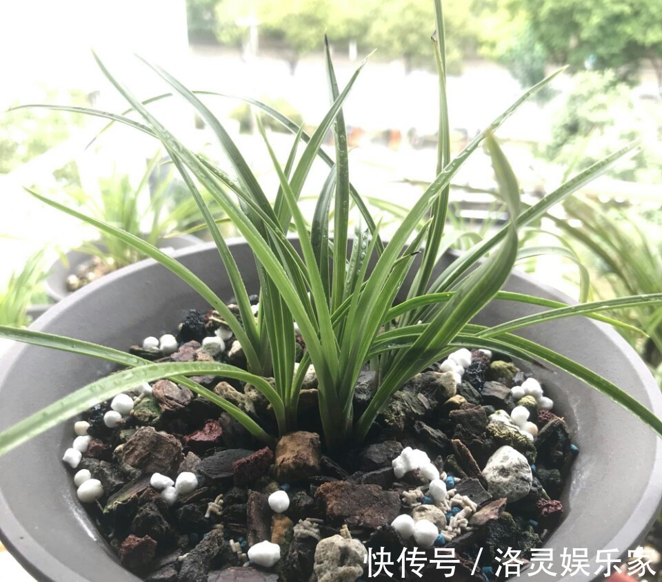 虫害|养兰花盆土老是有虫简单4招,盆土不招虫,不停蹭蹭冒新芽