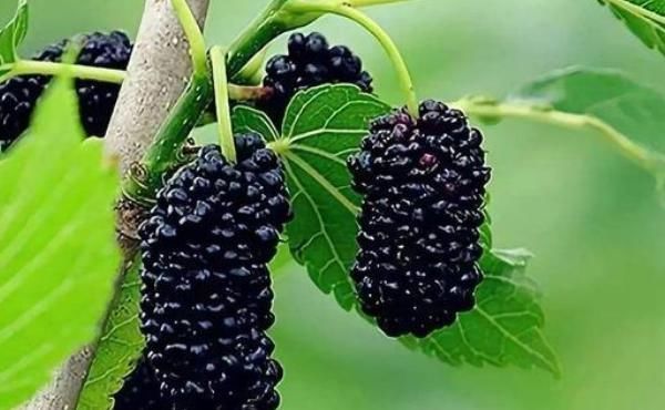 胡萝卜素|满头白发不要染,4种食物每天吃一点,头发慢慢变黑了!