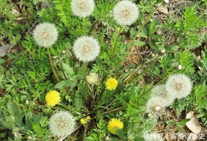 蒲公英|老中醫的祖傳秘方此物泡水喝，不出7天，排光體內濕毒
