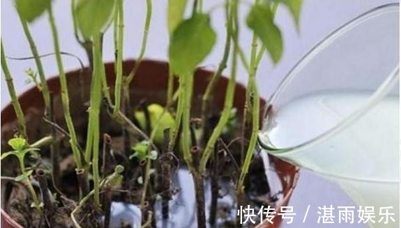 3种水直接浇花,是毒水,浇下去花卉黄叶、烂根都来了