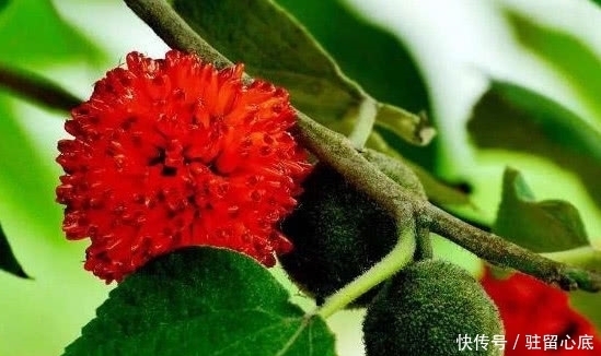 这种野果子一棵树结上千个,红彤彤的看着让人流口水,你见过没