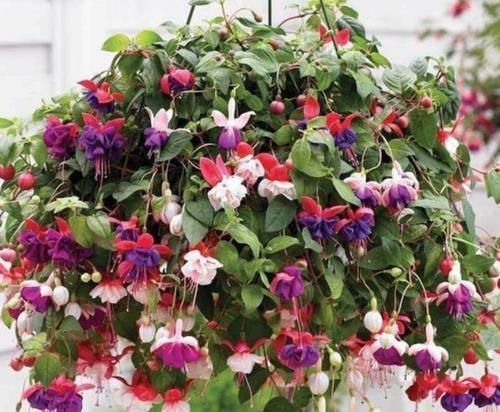 4种花漂亮又便宜,沾土就开花,开花爆盆很漂亮,越养越喜欢