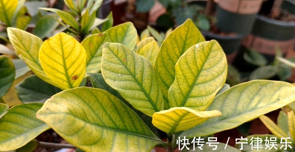 水溶液|3种花爱喝“酸水”,1个月浇一次,叶子绿油油