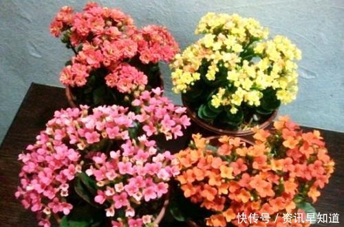 3种花,有个阳台就能养,盆越小开花越多,轻松开成花园