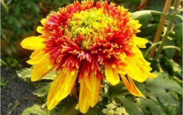 喜欢菊花,不如养盆“珍奇名菊”金托桂,似孔雀,花开四方