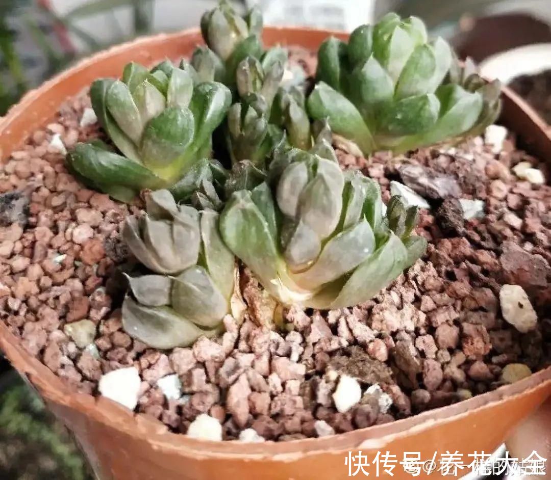 10种“怕晒花”,越晒死越快,半阴地儿反倒长得旺