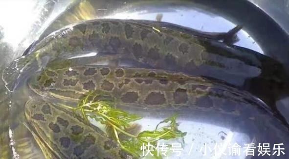 不试试这几招,你永远不知黑鱼有多好钓!天气越热越管用